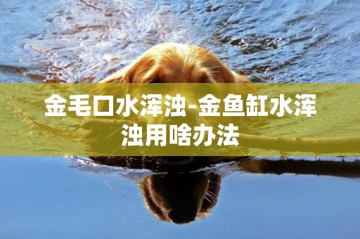 金毛口水渾濁-金魚缸水渾濁用啥辦法