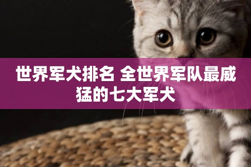 世界軍犬排名 全世界軍隊最威猛的七大軍犬