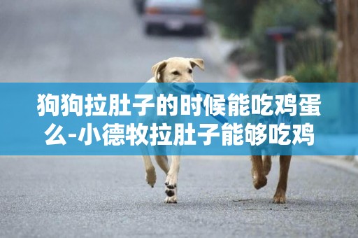 狗狗拉肚子的時候能吃雞蛋么-小德牧拉肚子能夠吃雞蛋黃嗎