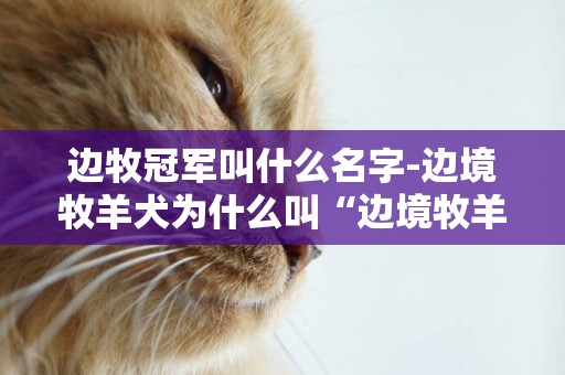 邊牧冠軍叫什么名字-邊境牧羊犬為什么叫“邊境牧羊犬”