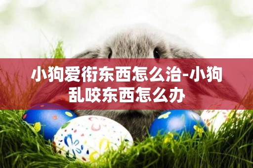 小狗愛銜東西怎么治-小狗亂咬東西怎么辦