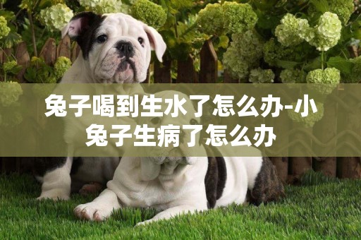 兔子喝到生水了怎么辦-小兔子生病了怎么辦
