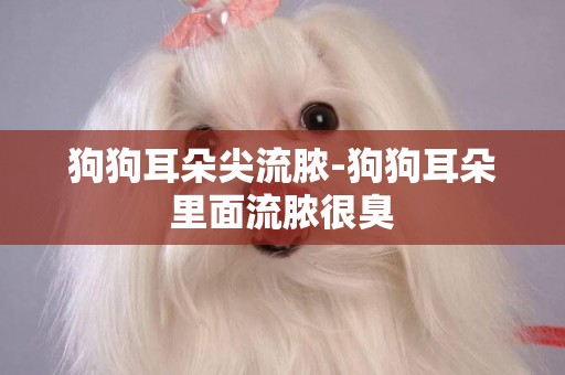 狗狗耳朵尖流膿-狗狗耳朵里面流膿很臭