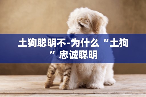土狗聰明不-為什么“土狗”忠誠聰明