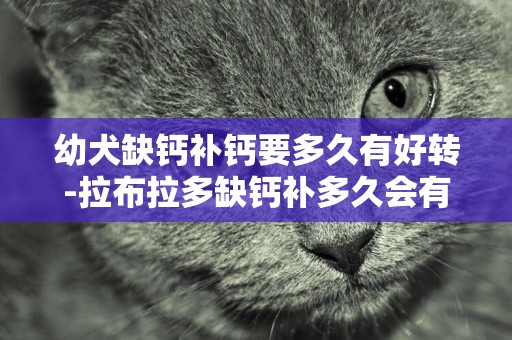 幼犬缺鈣補鈣要多久有好轉-拉布拉多缺鈣補多久會有效果