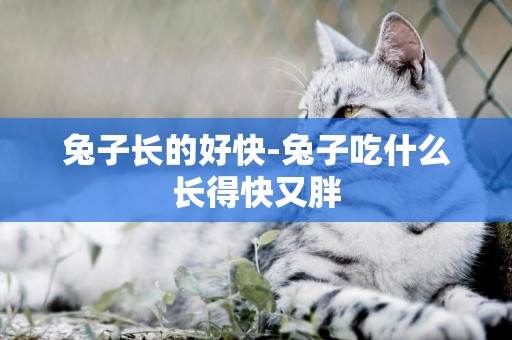 兔子長的好快-兔子吃什么長得快又胖