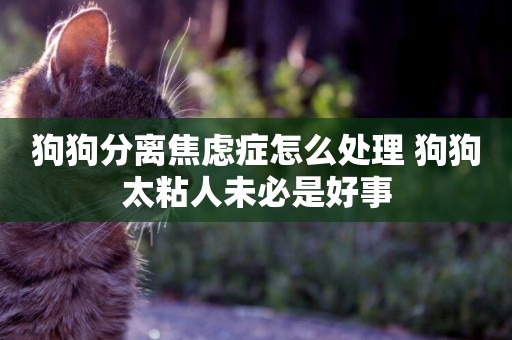 狗狗分離焦慮癥怎么處理 狗狗太粘人未必是好事