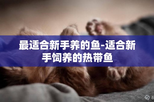 最適合新手養的魚-適合新手飼養的熱帶魚