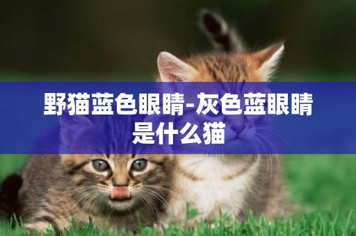 野貓藍色眼睛-灰色藍眼睛是什么貓