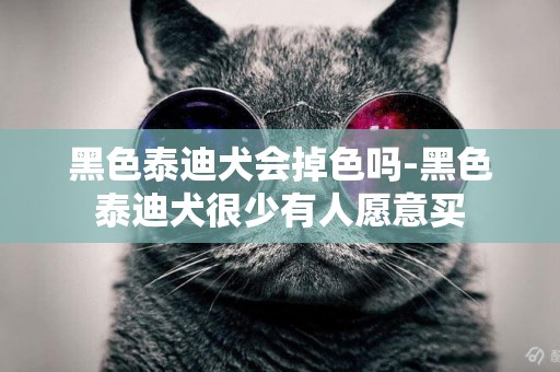 黑色泰迪犬會掉色嗎-黑色泰迪犬很少有人愿意買