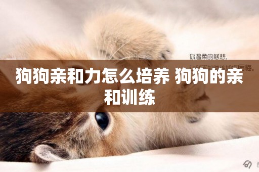 狗狗親和力怎么培養 狗狗的親和訓練