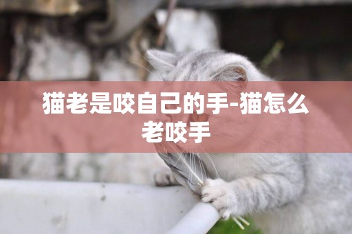 貓老是咬自己的手-貓怎么老咬手