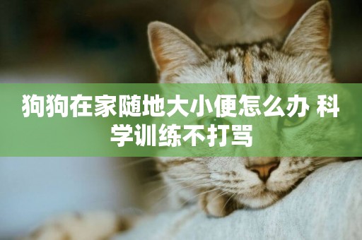 狗狗在家隨地大小便怎么辦 科學訓練不打罵