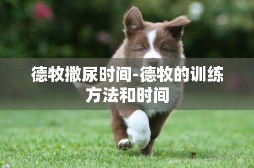 德牧撒尿時間-德牧的訓練方法和時間