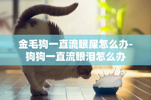 金毛狗一直流眼屎怎么辦-狗狗一直流眼淚怎么辦