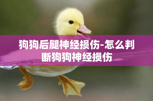 狗狗后腿神經損傷-怎么判斷狗狗神經損傷