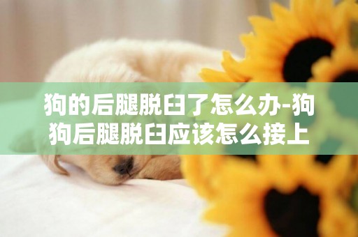 狗的后腿脫臼了怎么辦-狗狗后腿脫臼應該怎么接上