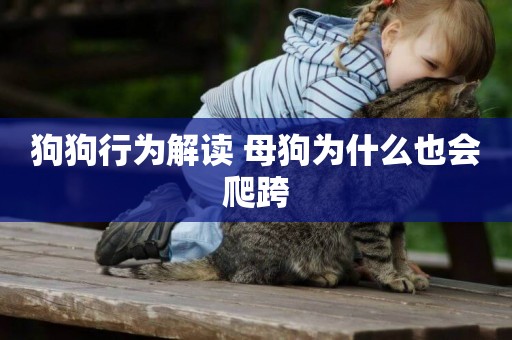 狗狗行為解讀 母狗為什么也會爬跨