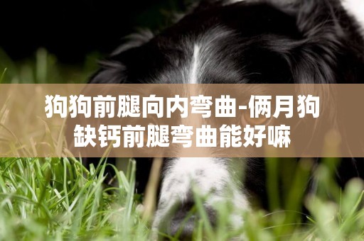 狗狗前腿向內彎曲-倆月狗缺鈣前腿彎曲能好嘛
