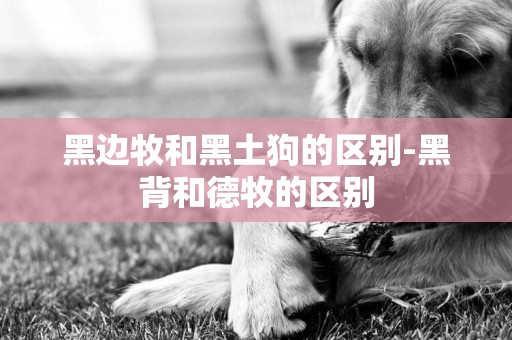 黑邊牧和黑土狗的區別-黑背和德牧的區別