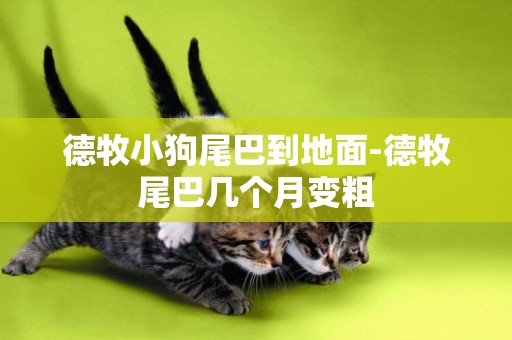 德牧小狗尾巴到地面-德牧尾巴幾個月變粗