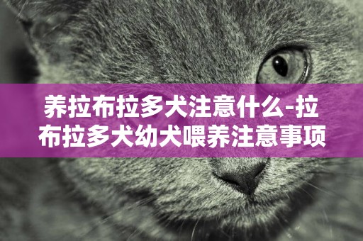 養拉布拉多犬注意什么-拉布拉多犬幼犬喂養注意事項