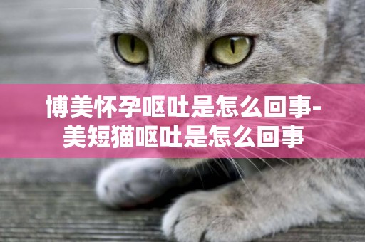 博美懷孕嘔吐是怎么回事-美短貓嘔吐是怎么回事