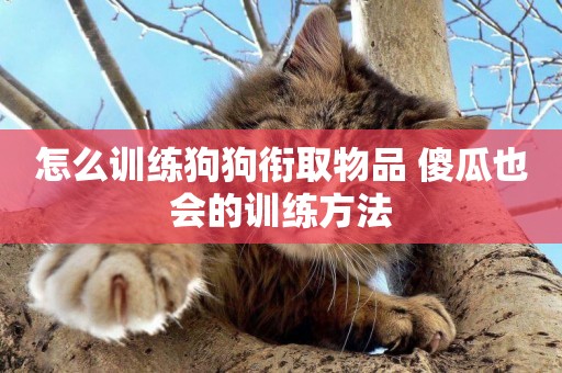 怎么訓練狗狗銜取物品 傻瓜也會的訓練方法