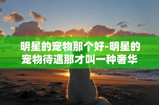 明星的寵物那個好-明星的寵物待遇那才叫一種奢華