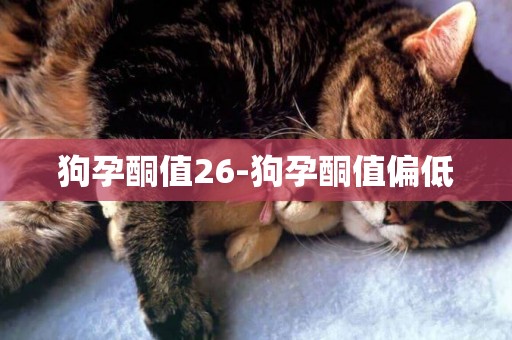 狗孕酮值26-狗孕酮值偏低