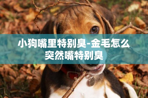 小狗嘴里特別臭-金毛怎么突然嘴特別臭