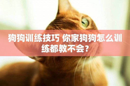 狗狗訓練技巧 你家狗狗怎么訓練都教不會？
