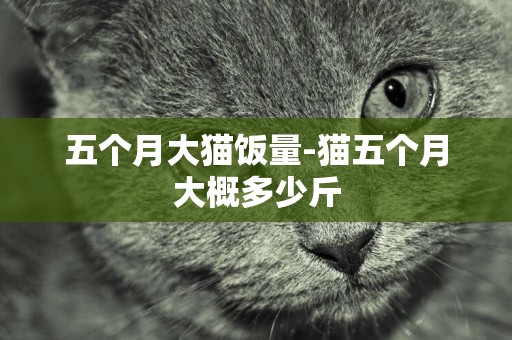 五個月大貓飯量-貓五個月大概多少斤