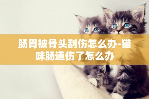 腸胃被骨頭刮傷怎么辦-貓咪腸道傷了怎么辦