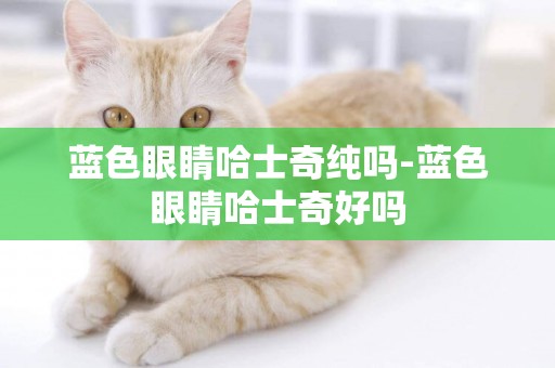 藍色眼睛哈士奇純嗎-藍色眼睛哈士奇好嗎