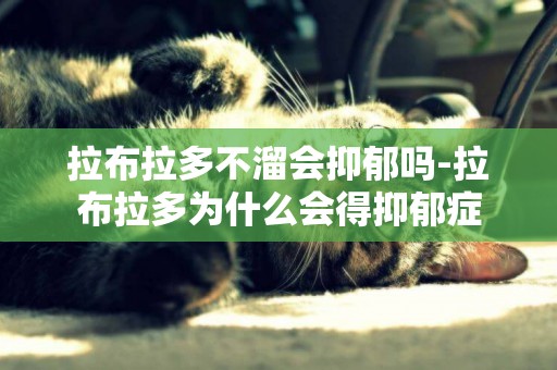拉布拉多不溜會抑郁嗎-拉布拉多為什么會得抑郁癥