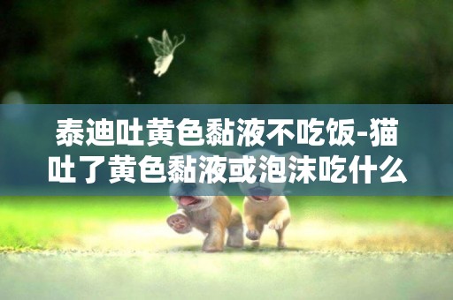 泰迪吐黃色黏液不吃飯-貓吐了黃色黏液或泡沫吃什么藥
