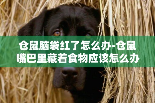 倉鼠腦袋紅了怎么辦-倉鼠嘴巴里藏著食物應該怎么辦