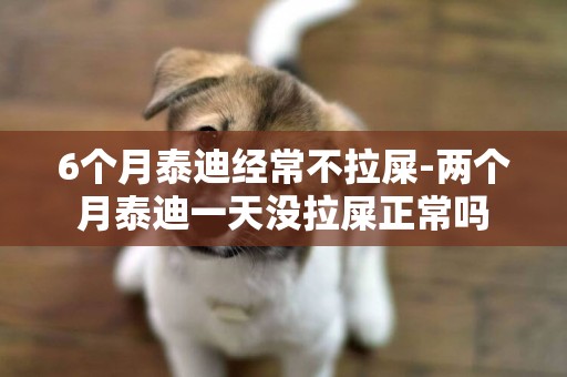 6個月泰迪經常不拉屎-兩個月泰迪一天沒拉屎正常嗎