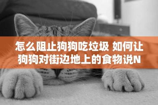 怎么阻止狗狗吃垃圾 如何讓狗狗對街邊地上的食物說NO