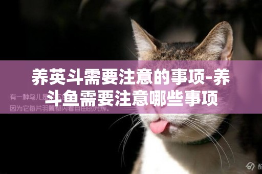 養英斗需要注意的事項-養斗魚需要注意哪些事項