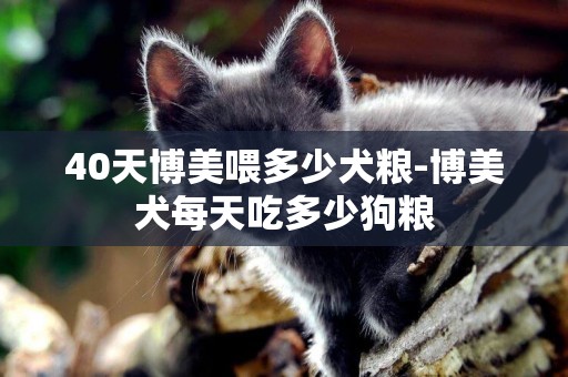 40天博美喂多少犬糧-博美犬每天吃多少狗糧