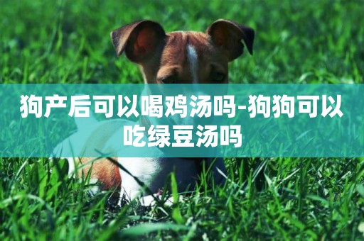 狗產后可以喝雞湯嗎-狗狗可以吃綠豆湯嗎