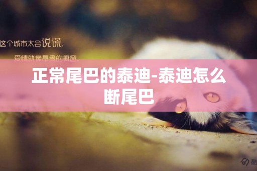 正常尾巴的泰迪-泰迪怎么斷尾巴