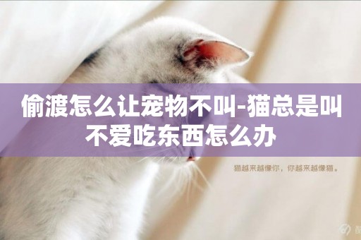 偷渡怎么讓寵物不叫-貓總是叫不愛吃東西怎么辦