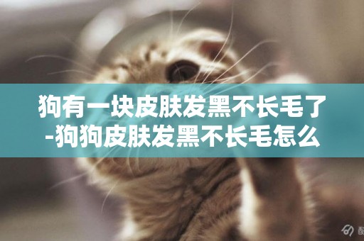 狗有一塊皮膚發黑不長毛了-狗狗皮膚發黑不長毛怎么辦