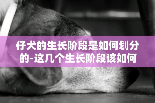 仔犬的生長階段是如何劃分的-這幾個生長階段該如何飼養