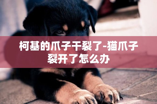 柯基的爪子干裂了-貓爪子裂開了怎么辦