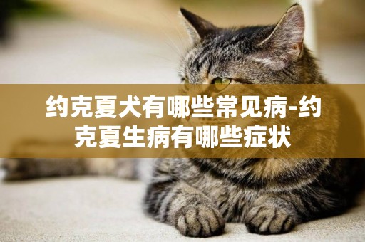 約克夏犬有哪些常見病-約克夏生病有哪些癥狀