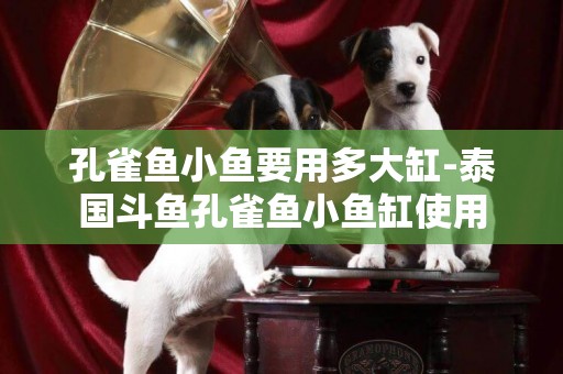 孔雀魚小魚要用多大缸-泰國斗魚孔雀魚小魚缸使用